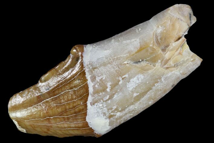 Primitive Whale (Basilosaur) Tooth - Dakhla, Morocco #106316